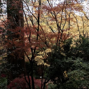 Blue Mountains Botanic Garden